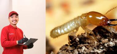 Jasa Anti Rayap Terbaik