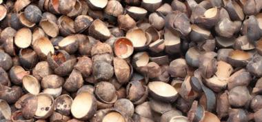 Cangkang Sawit untuk Bioler