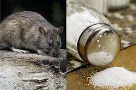 Cara Mengusir Tikus Tanpa Racun, Modalnya Cuma Pakai Garam yang Dibuat Begini