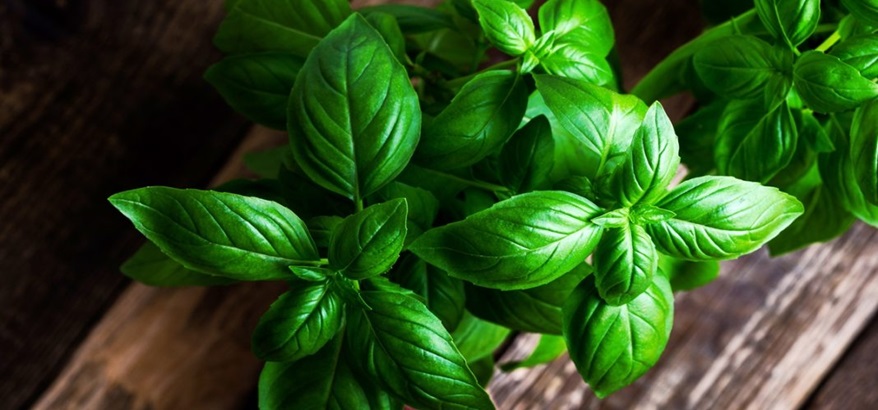 10 Tanaman Herbal yang Bisa Ditanam di Halaman Belakang Rumah Anda