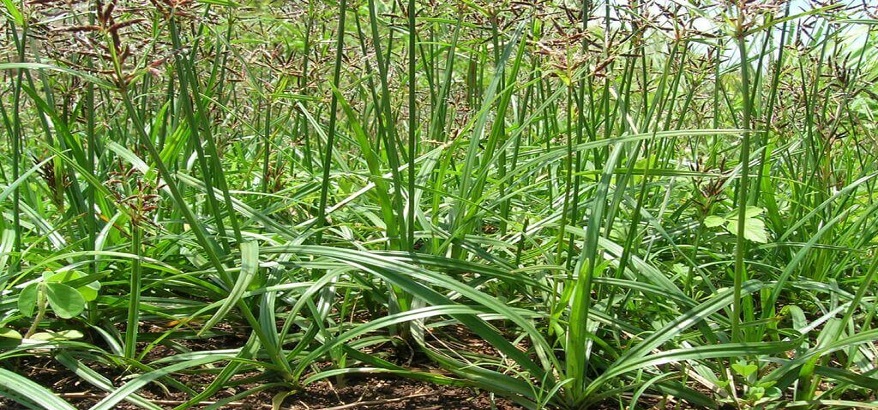 Sering di Anggap Gulma, Ternyata Rumput Teki Mempunyai Banyak Manfaat